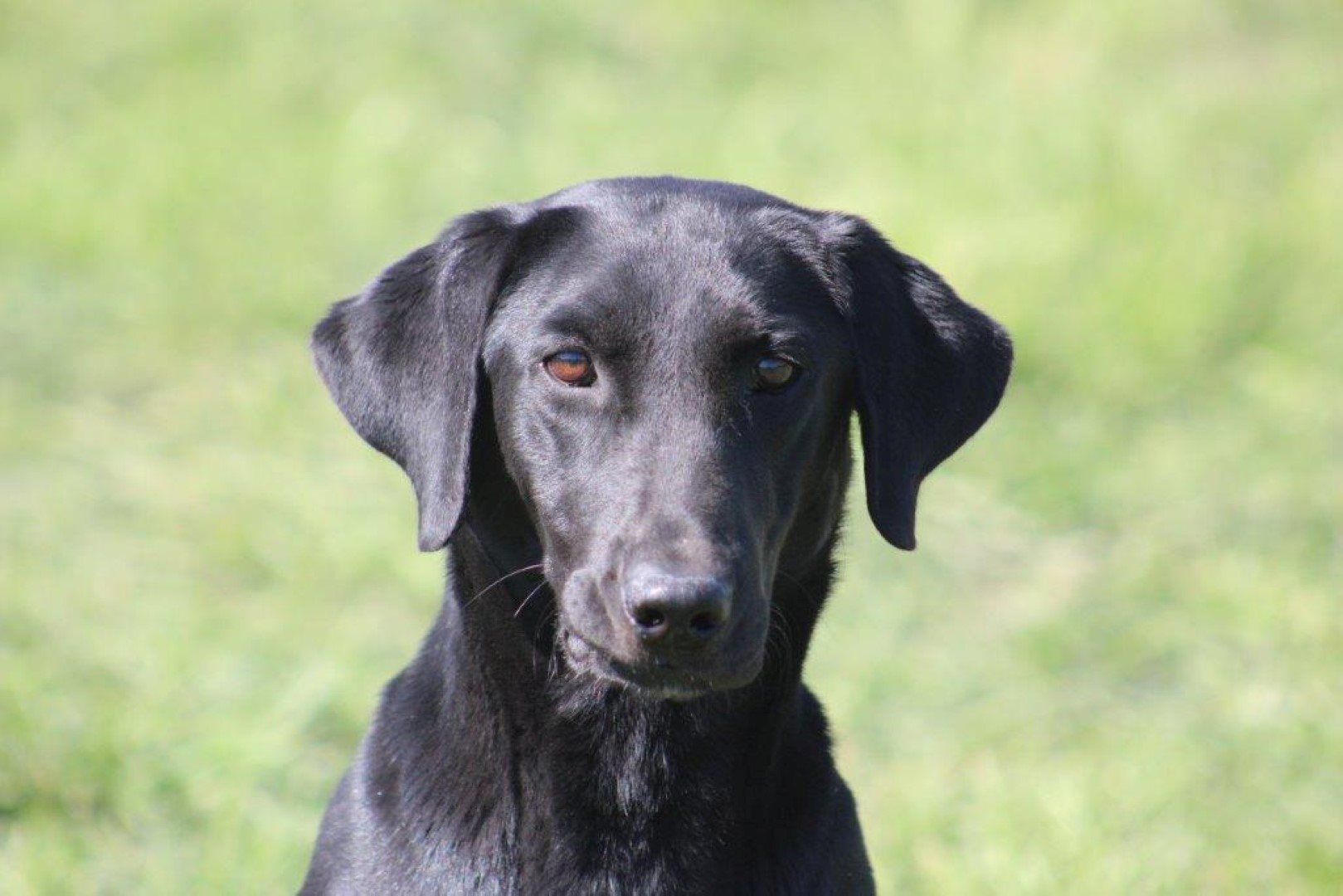 Boo X Shooter Altamaha Canine Consulting