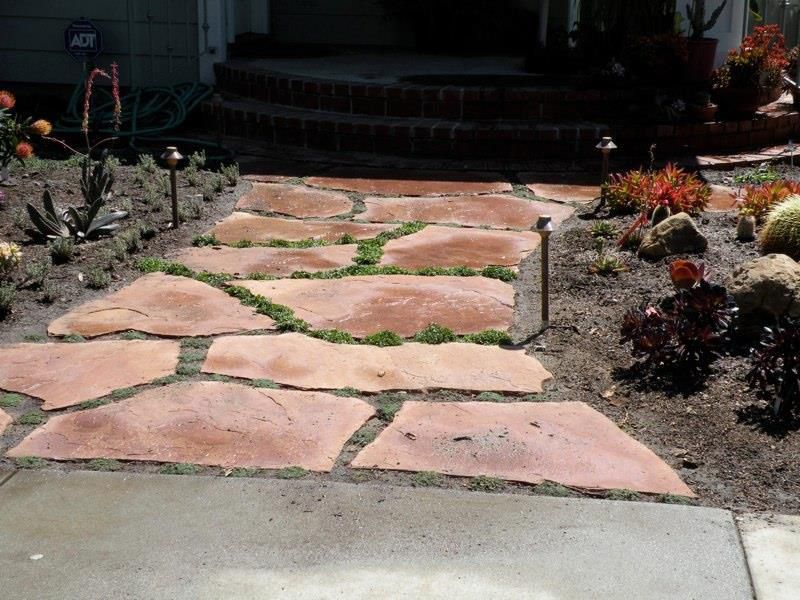 Drought Tolerant Plants