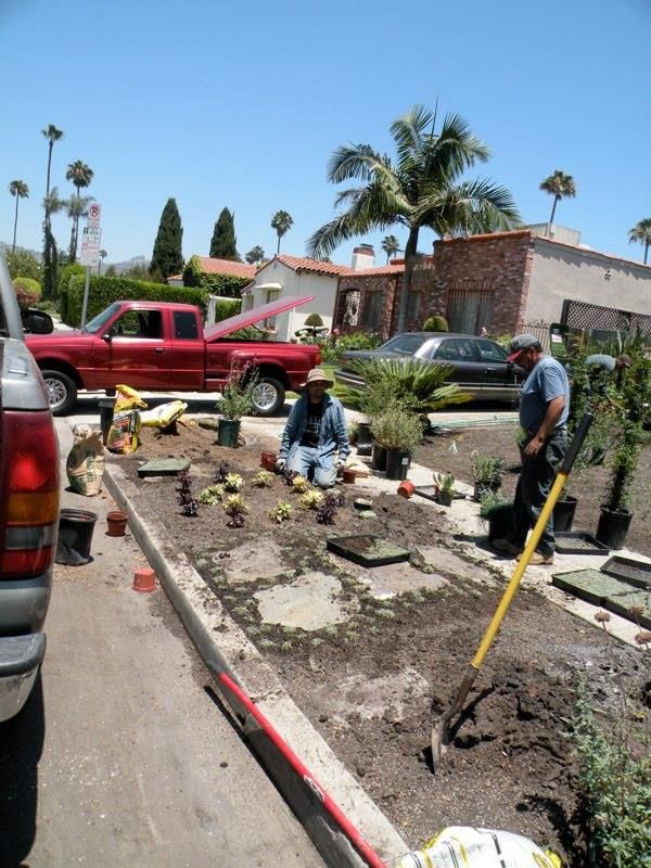 Drought Tolerant Plants