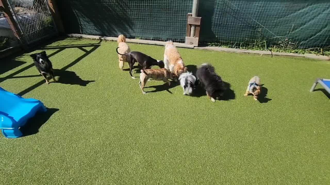 dogs playing