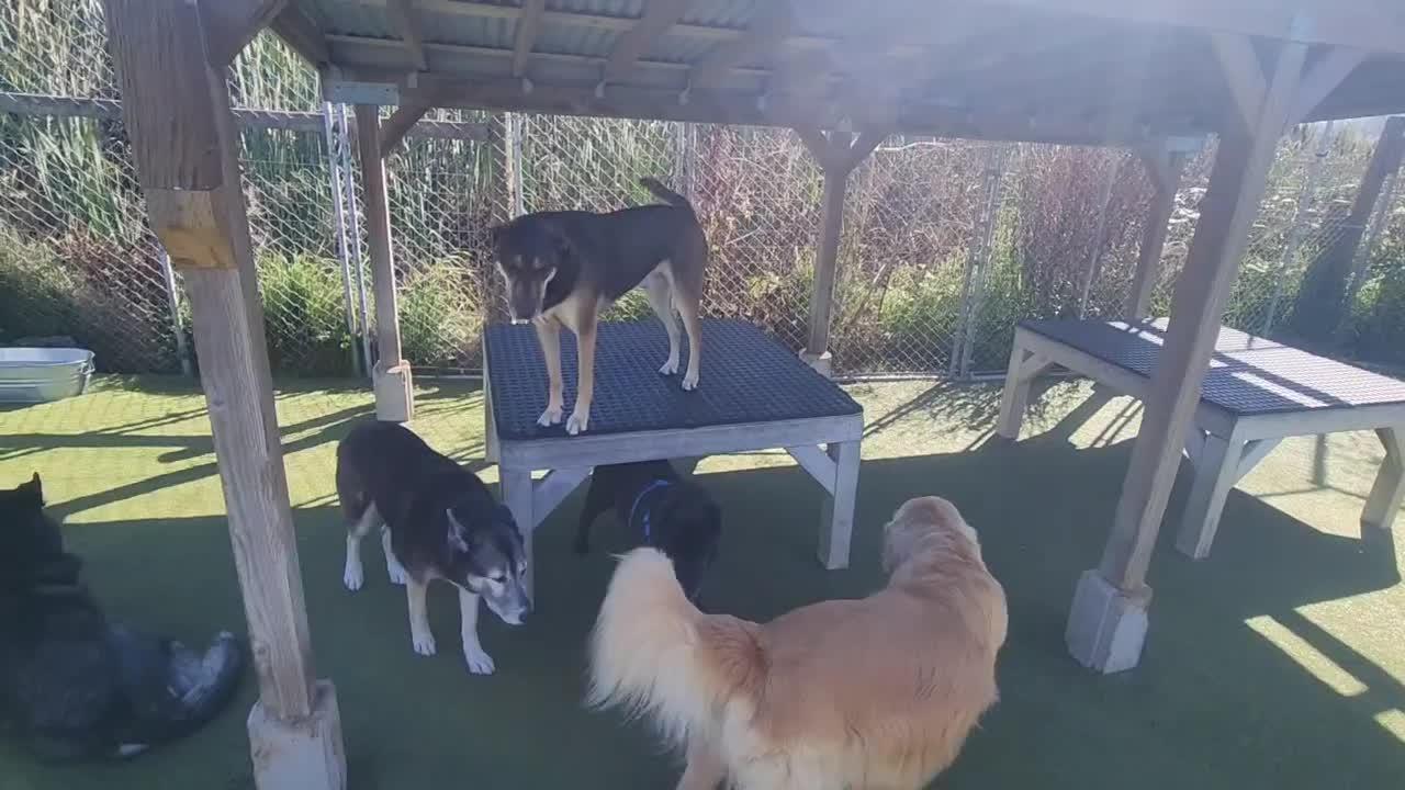 Dogs playing