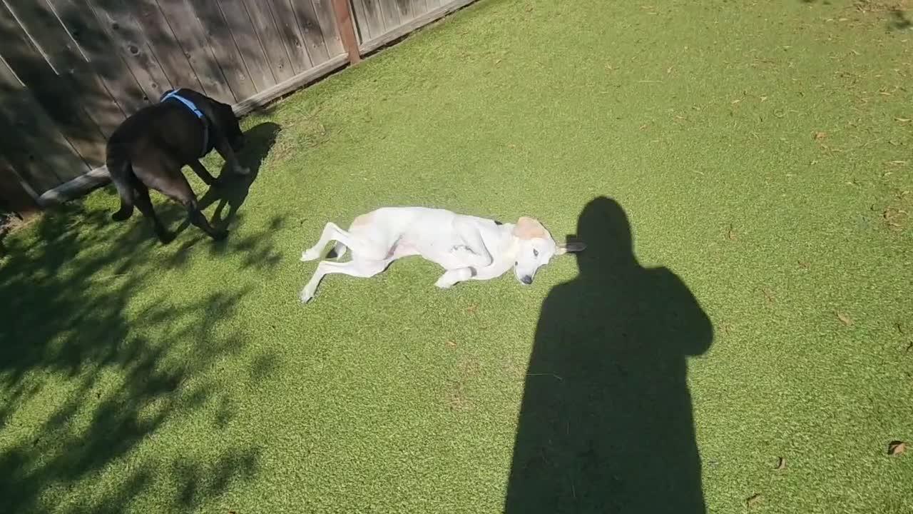 dogs playing