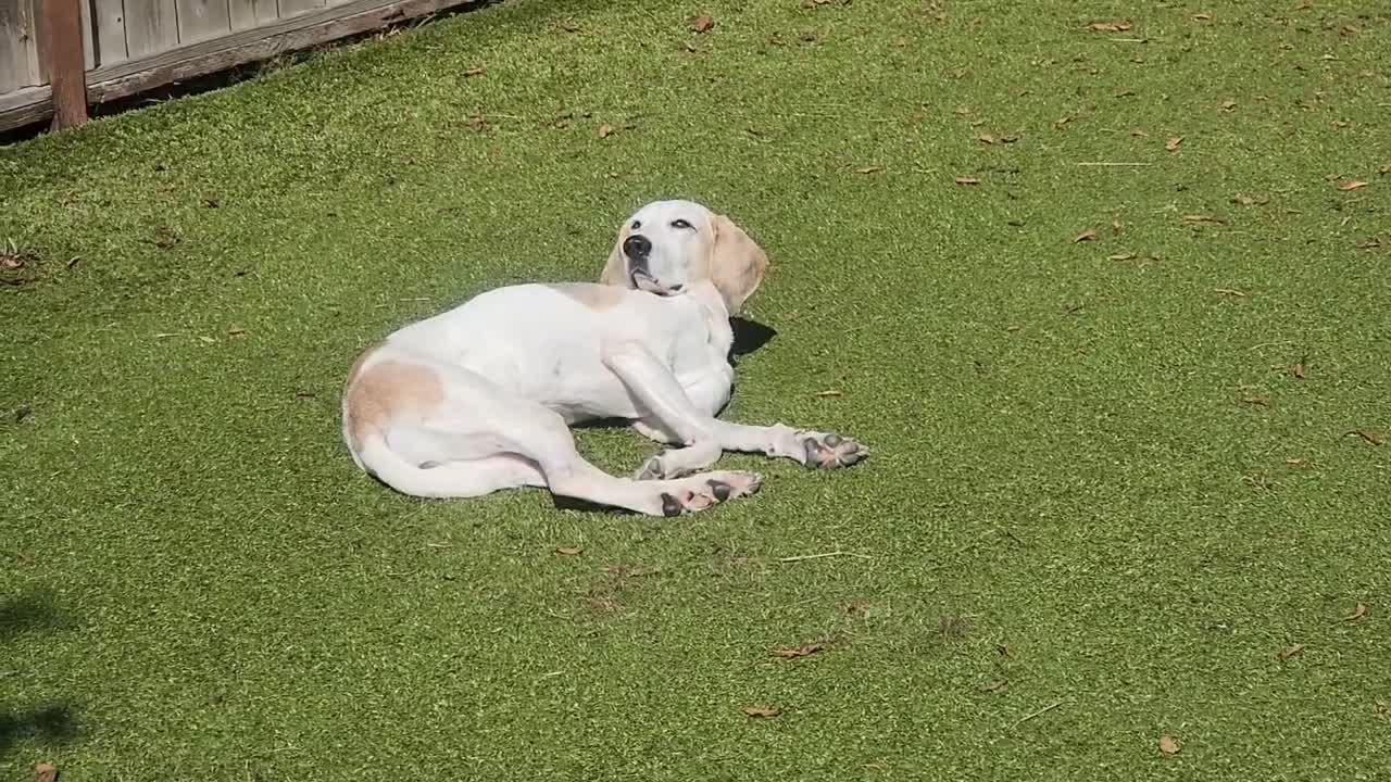 Dogs playing