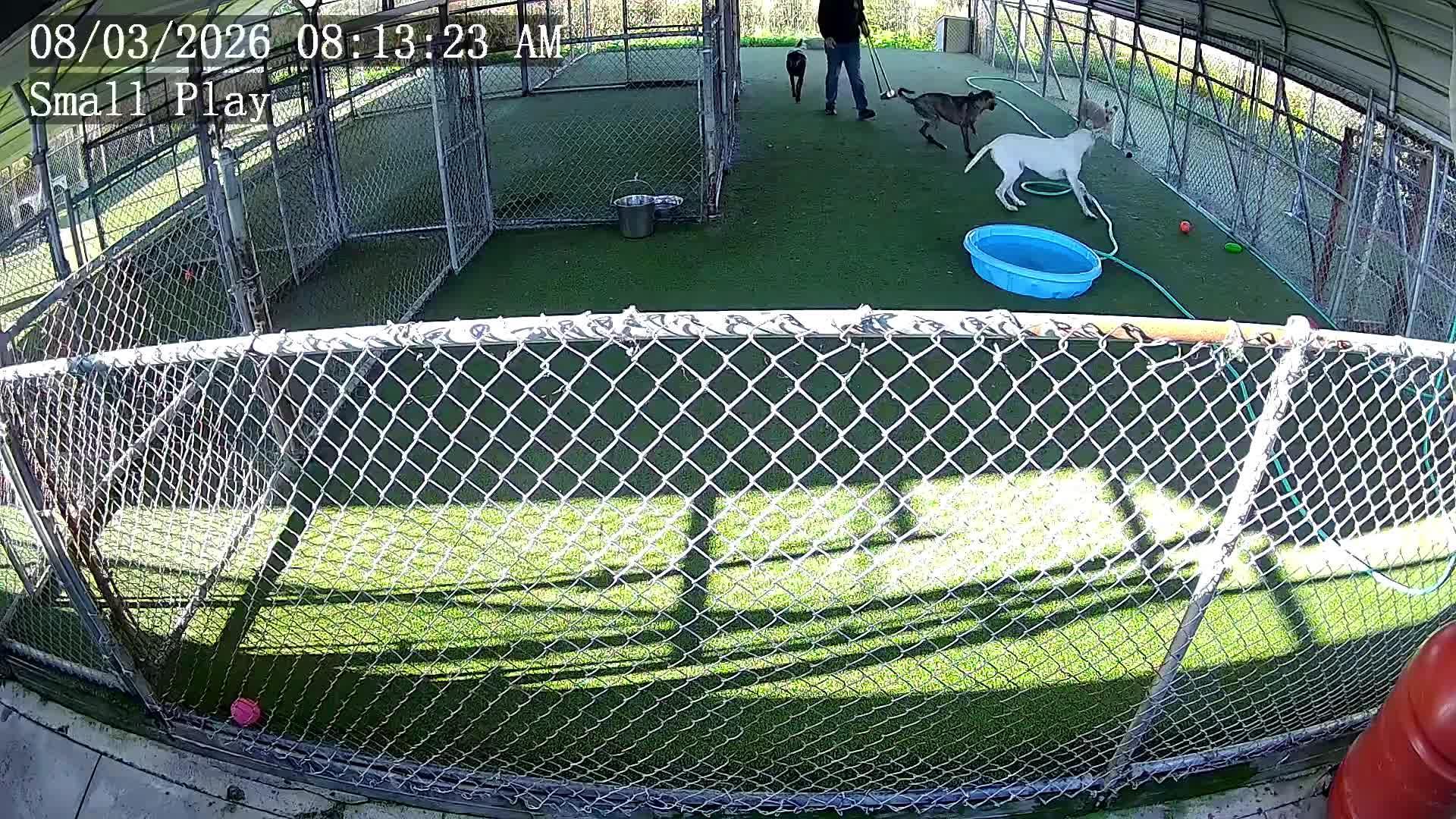 Dogs playing