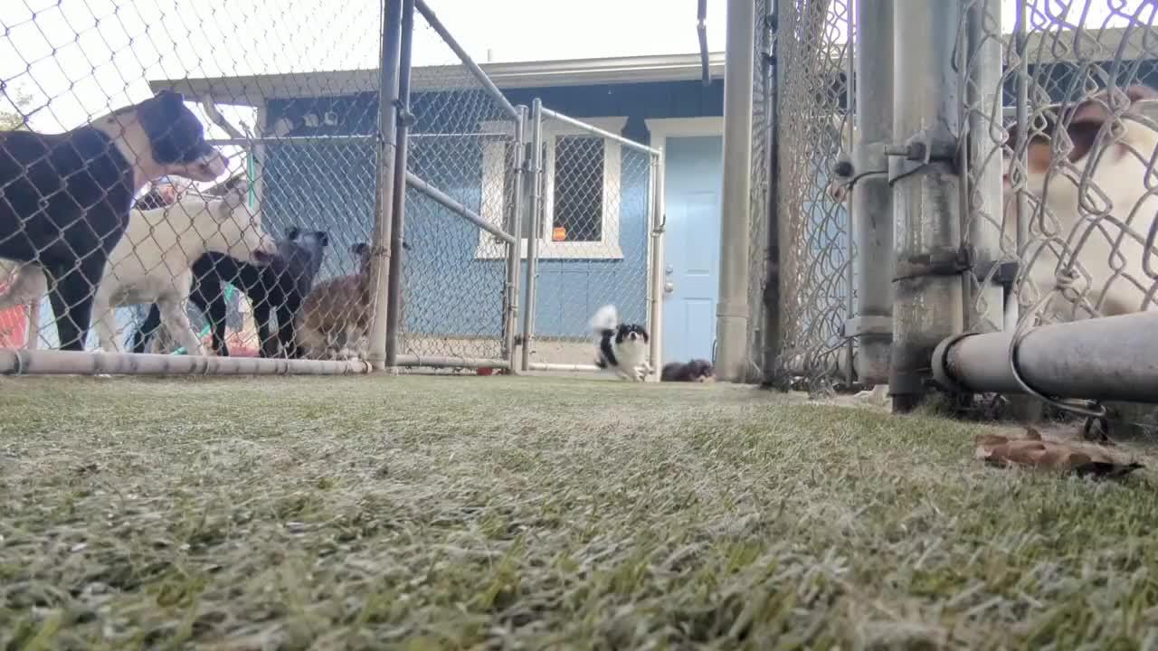dogs playing