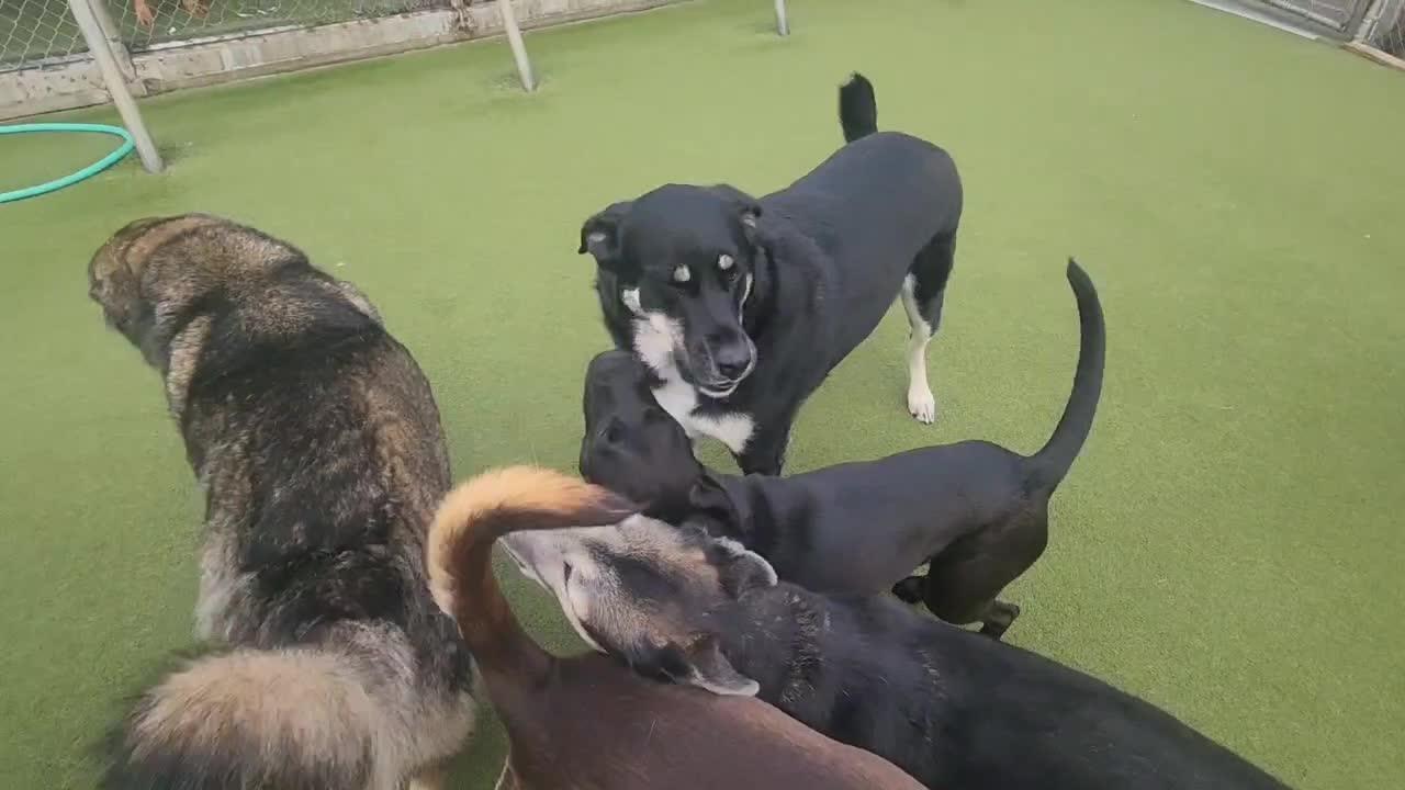 Dogs playing
