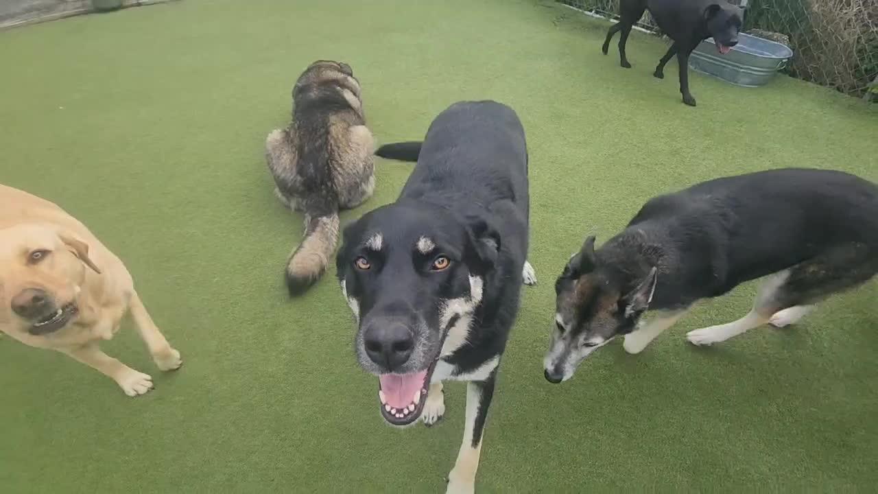 dogs playing