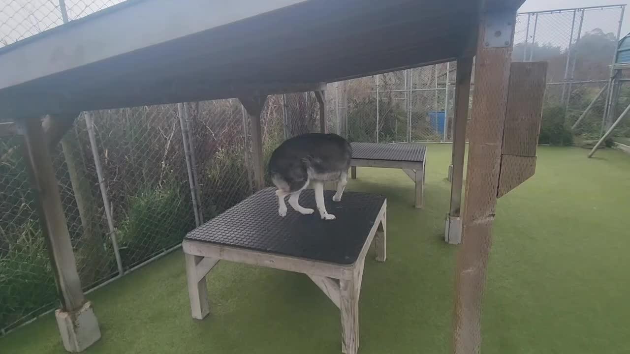 Dogs playing