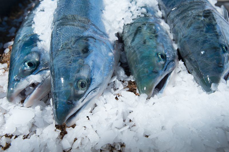 Copper River Salmon Photos Copper River Salmon