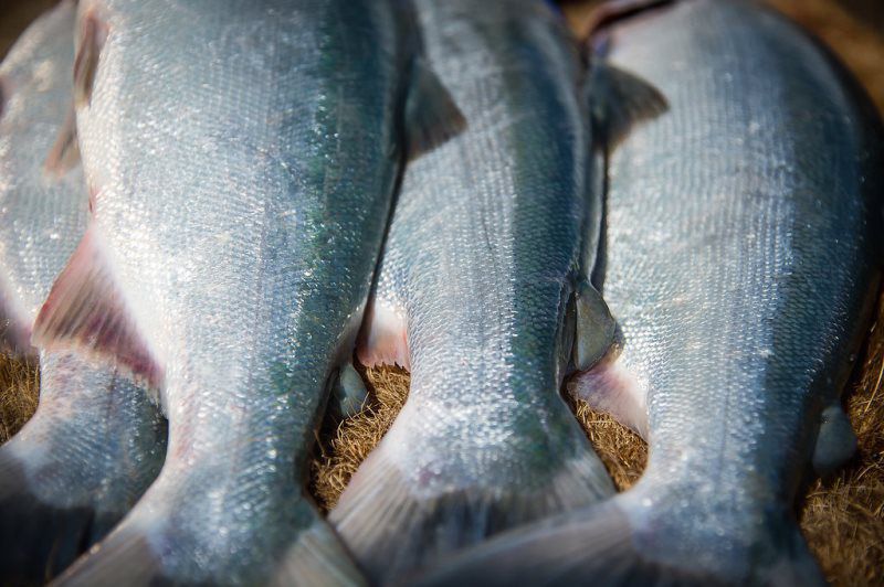 Copper River Salmon Photos Copper River Salmon
