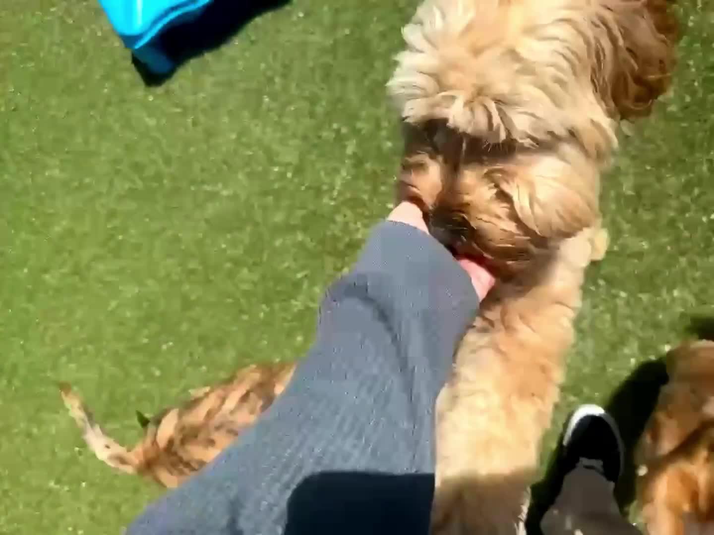dogs playing in pool.