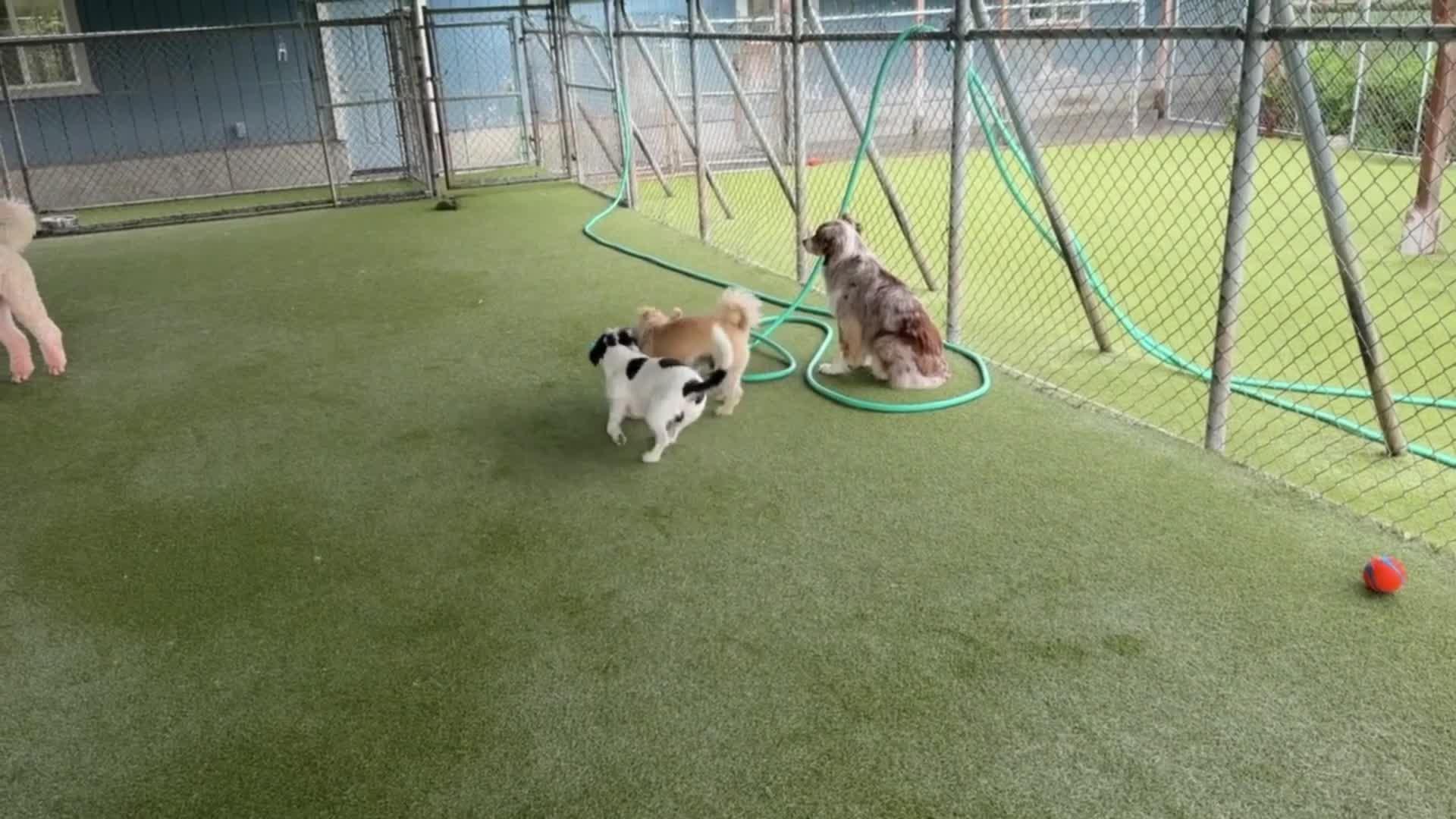 Dogs Playing