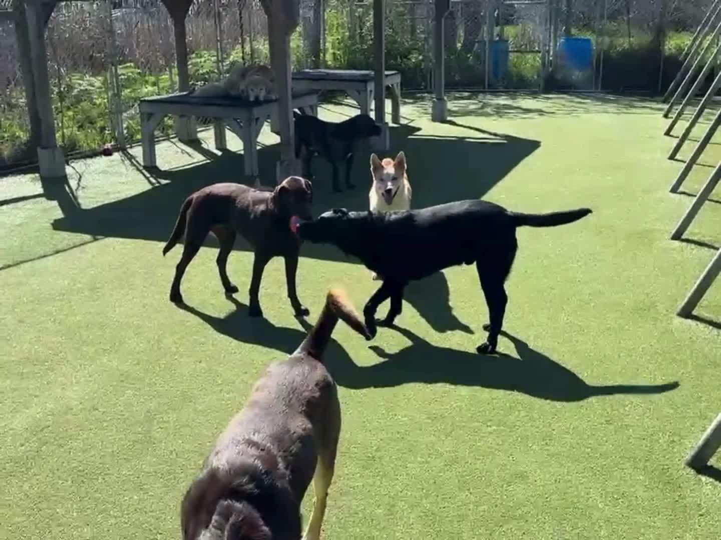 Dogs playing