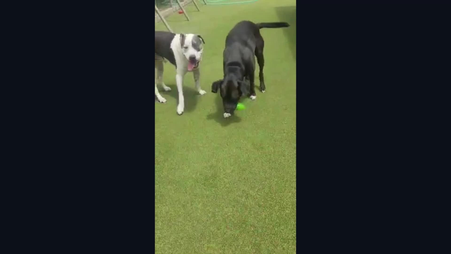 Dogs playing