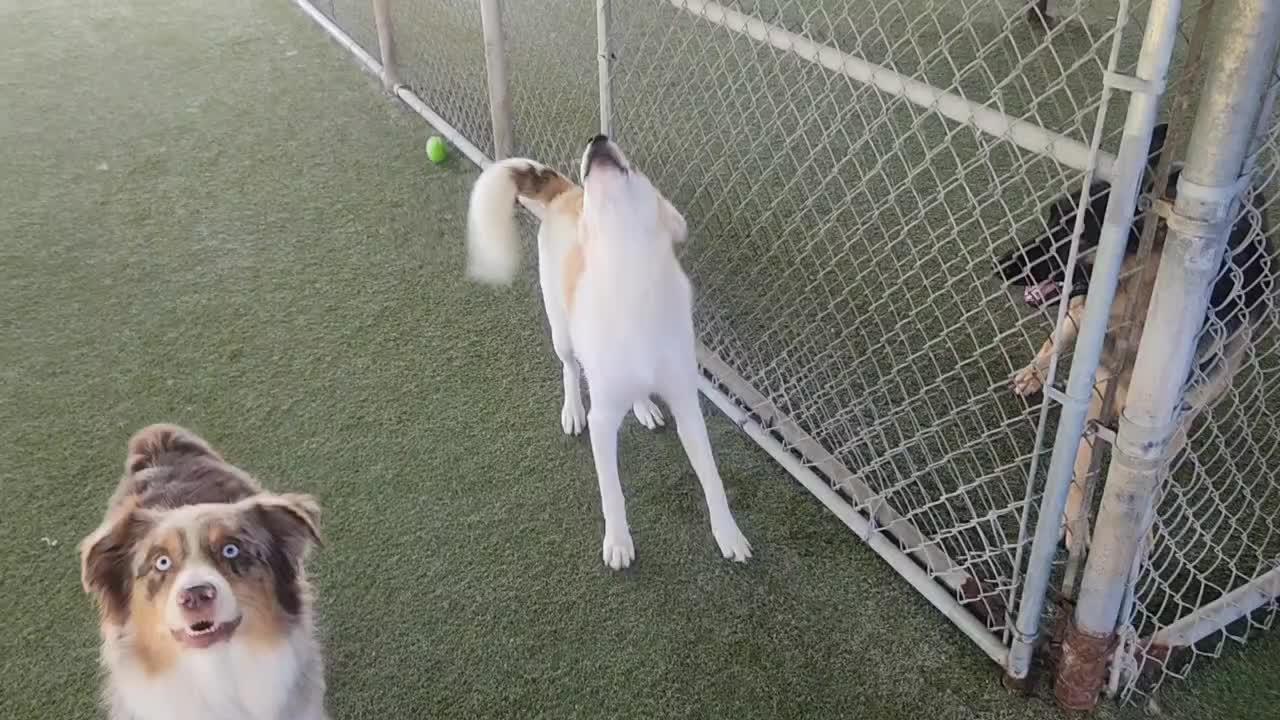 dogs playing
