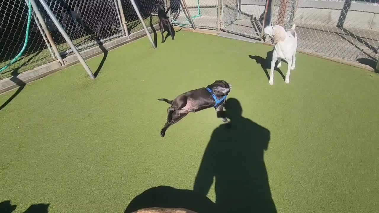 dogs playing