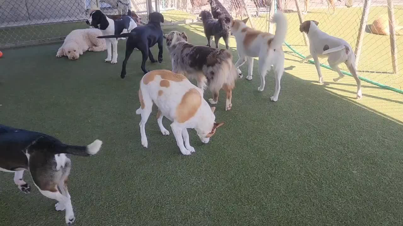 Dogs playing