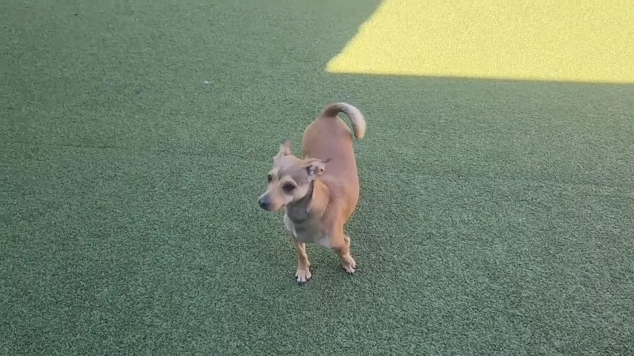 Dogs Playing