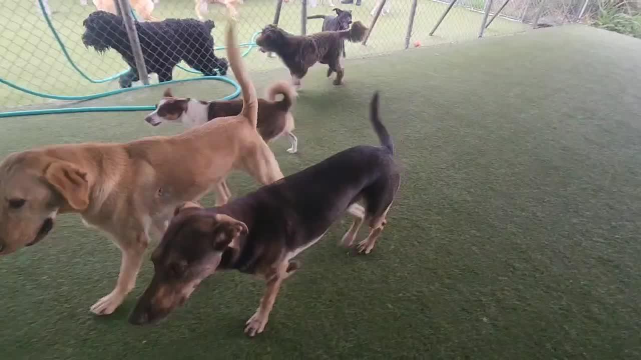 Dogs Playing