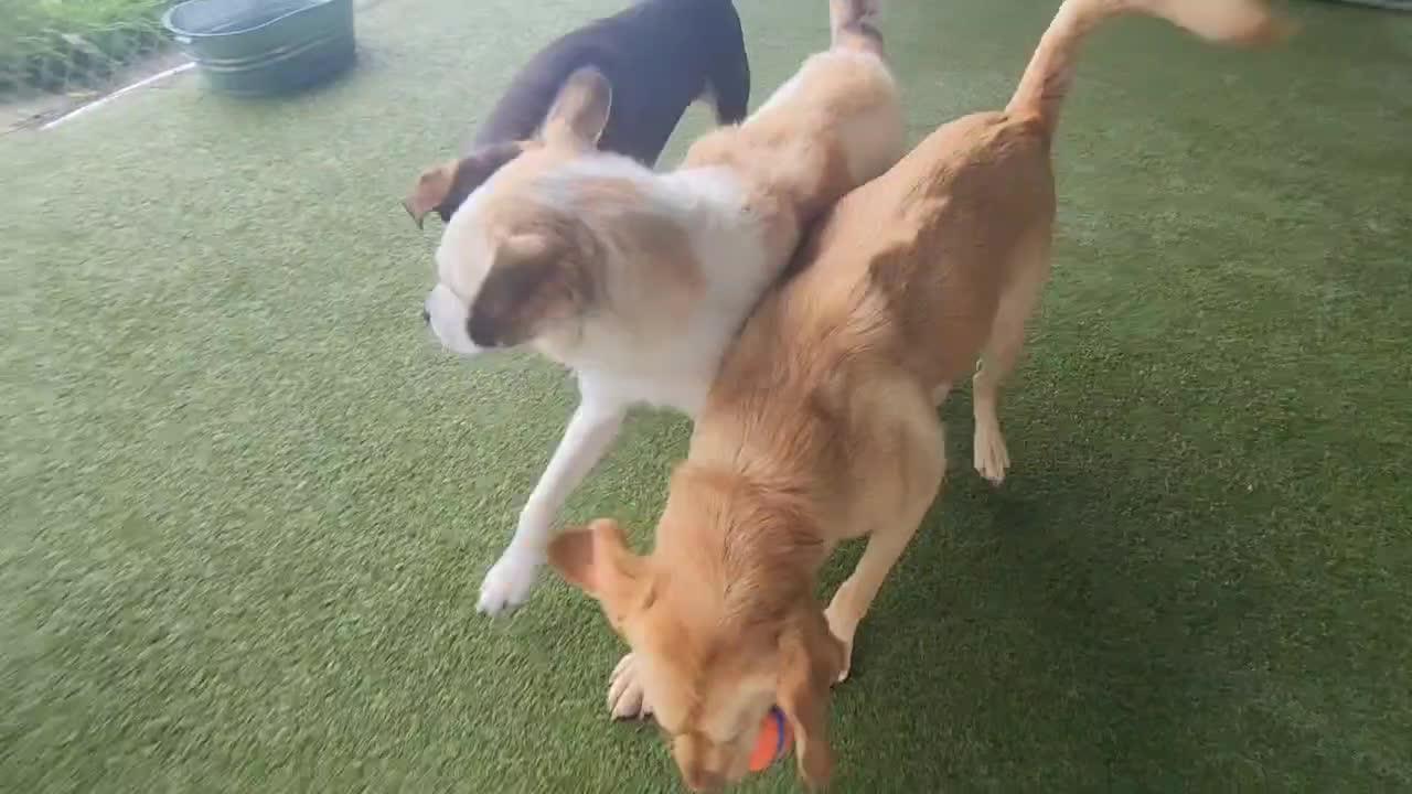 Dogs Playing