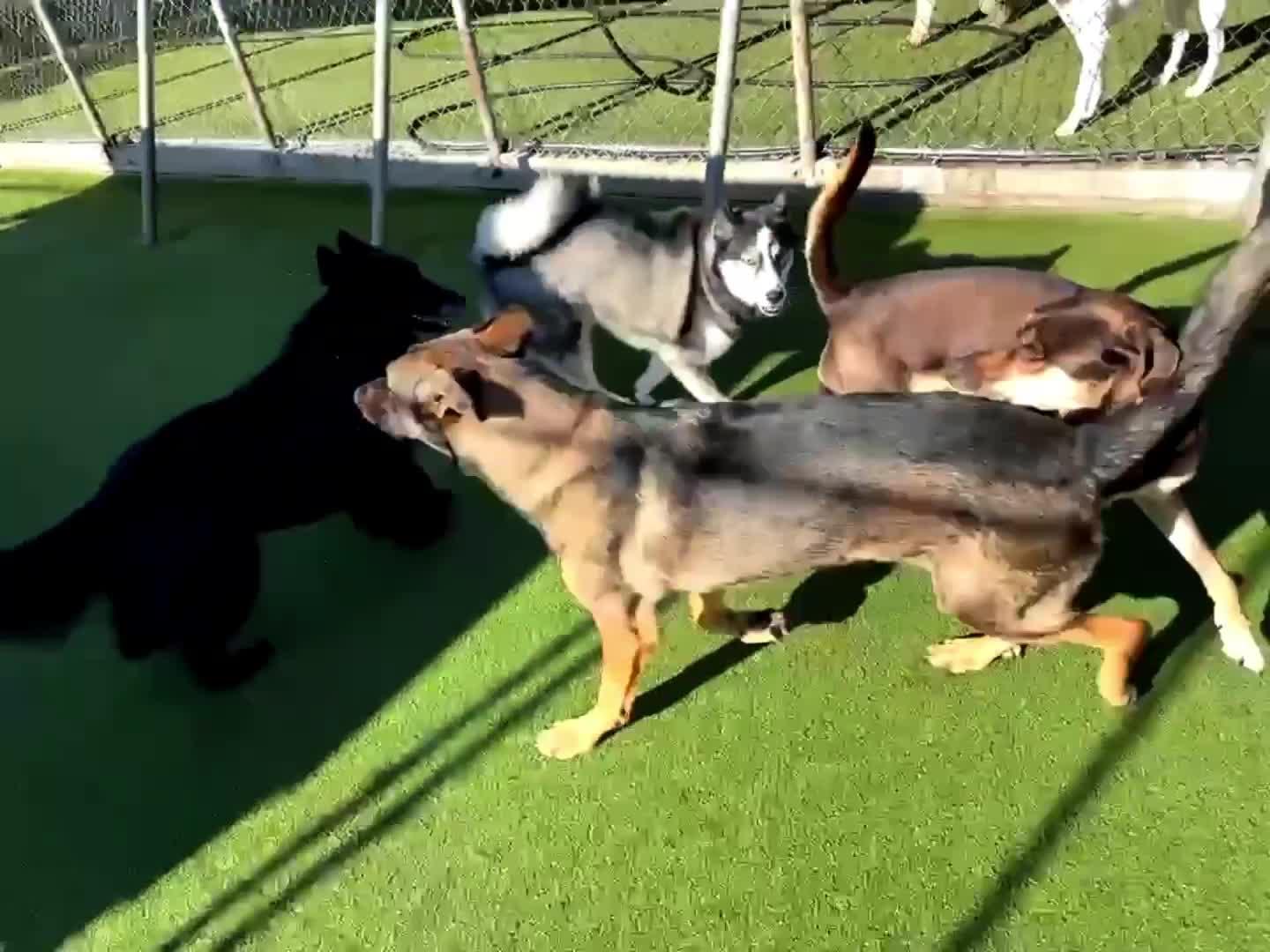 Dogs Playing