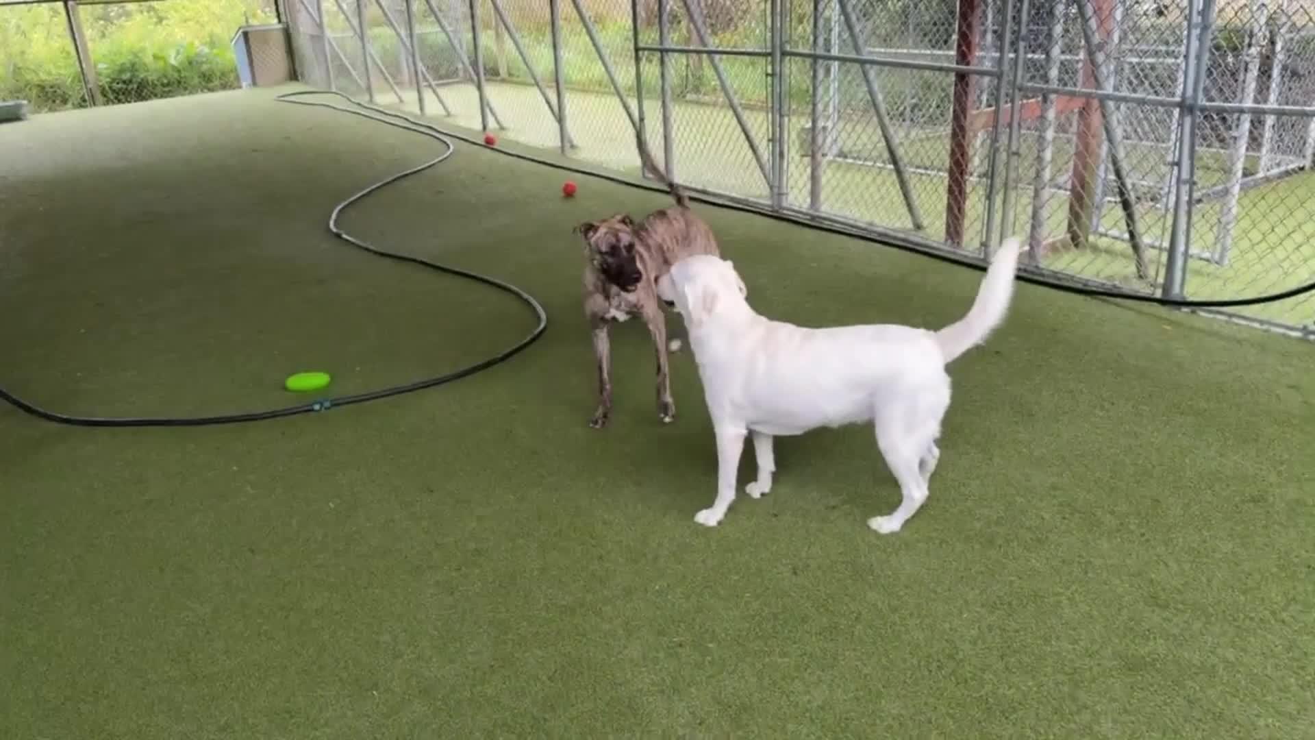 dogs playing in pool.