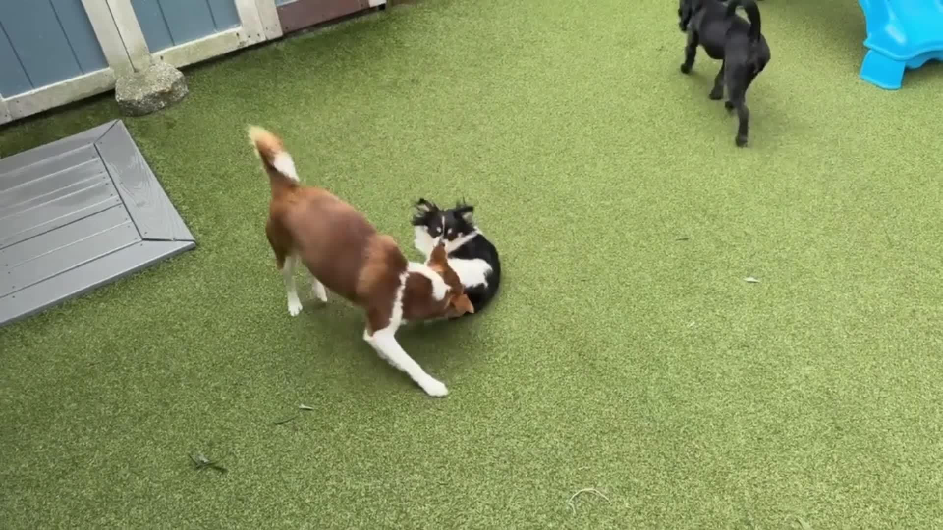 Dogs Playing