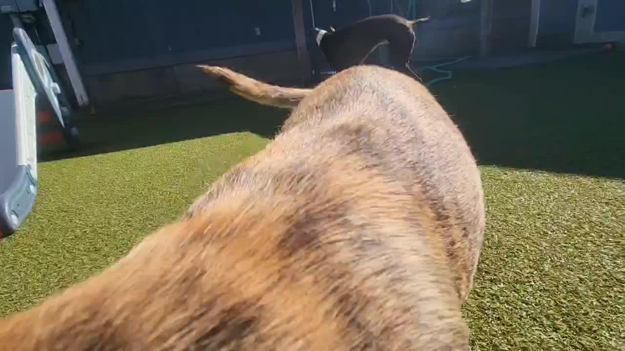 Dogs playing