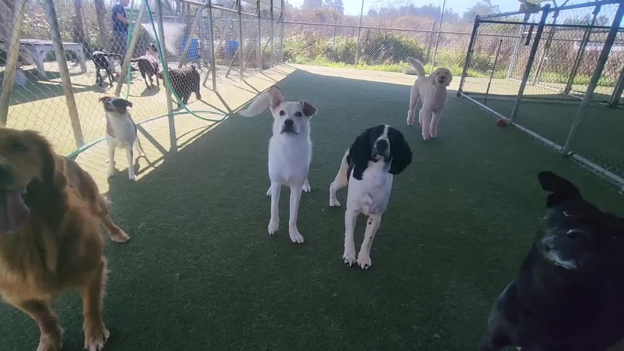dogs playing