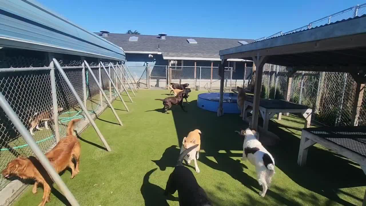 Dogs playing