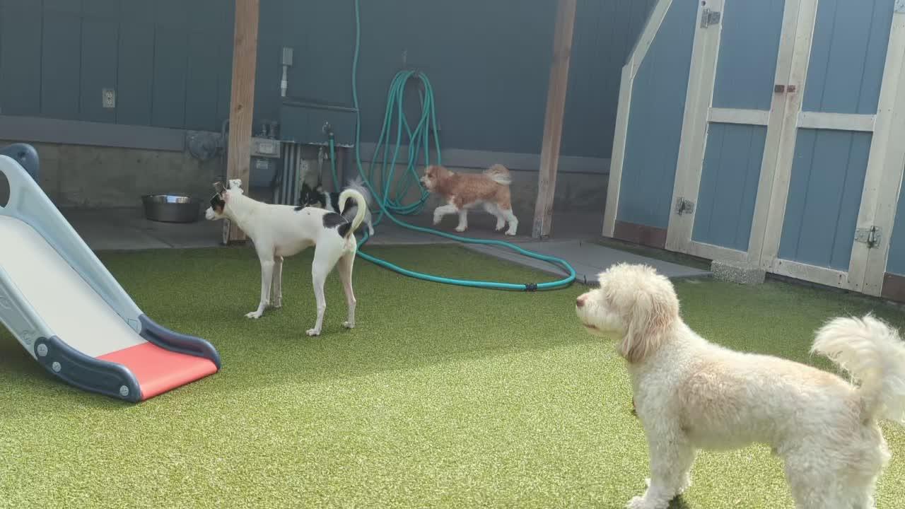 Dogs playing