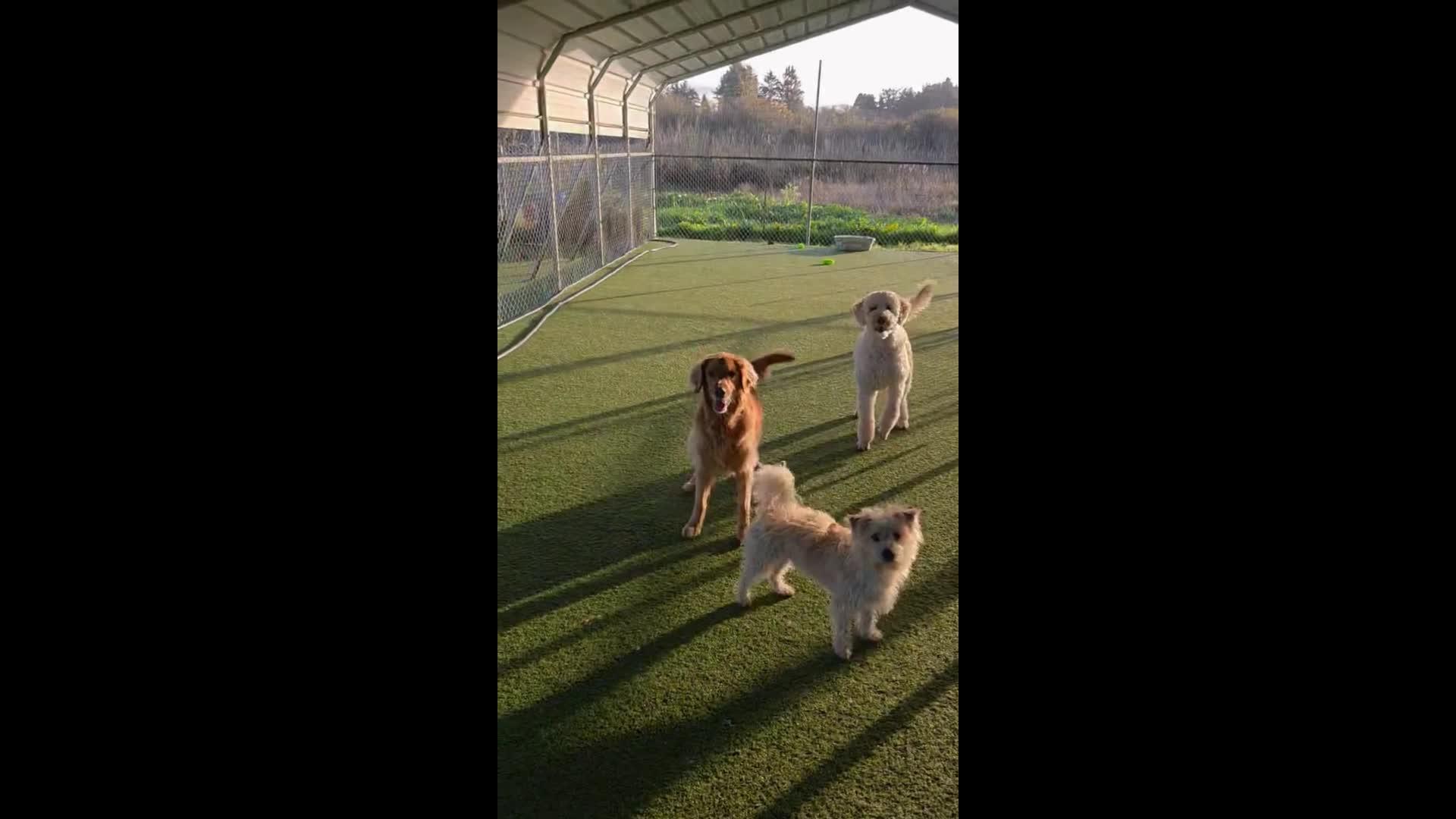 Dogs Playing