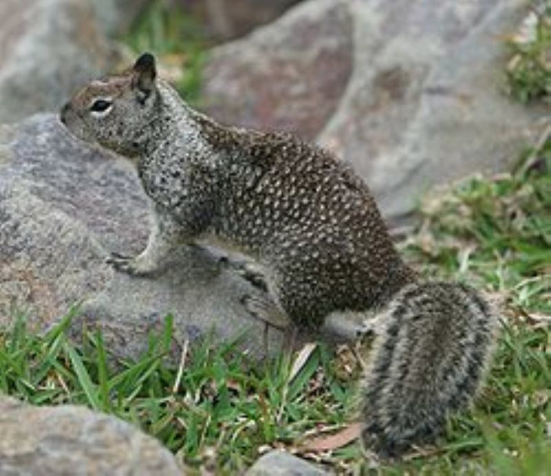 Squirrel