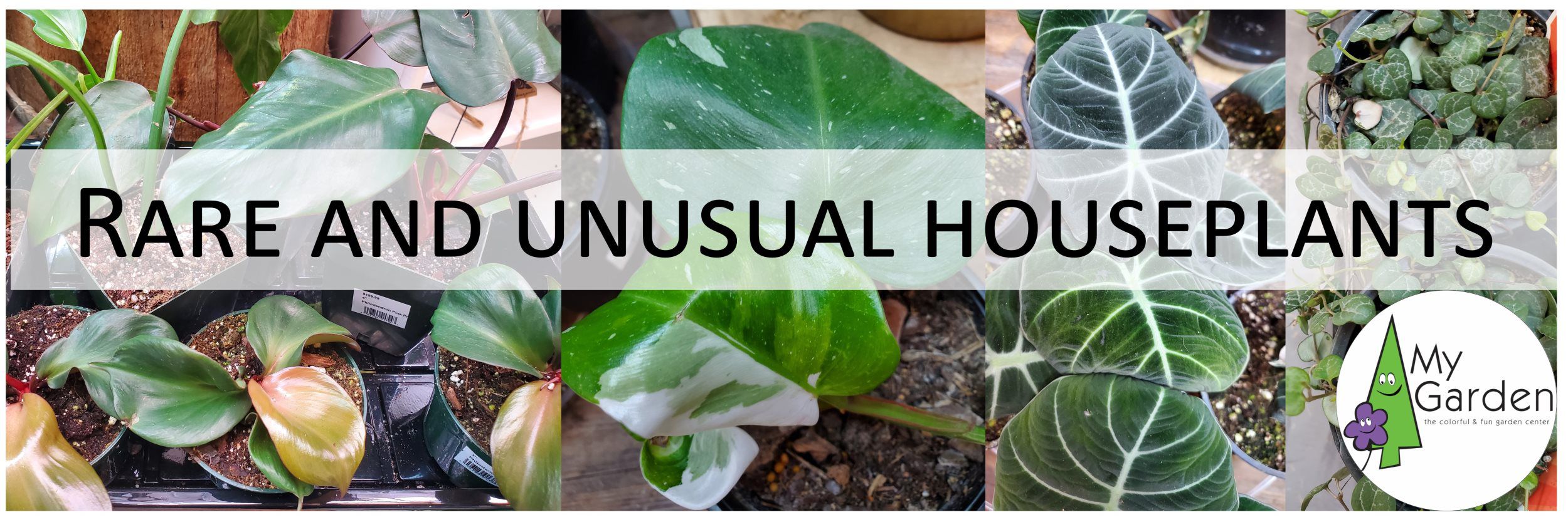 Home - My Garden Nursery