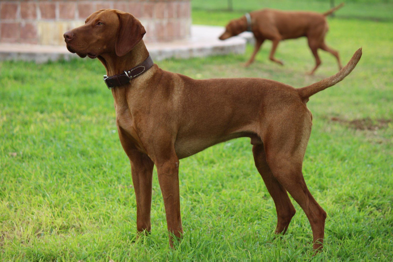 Gunner’s Pride of Rose Hill