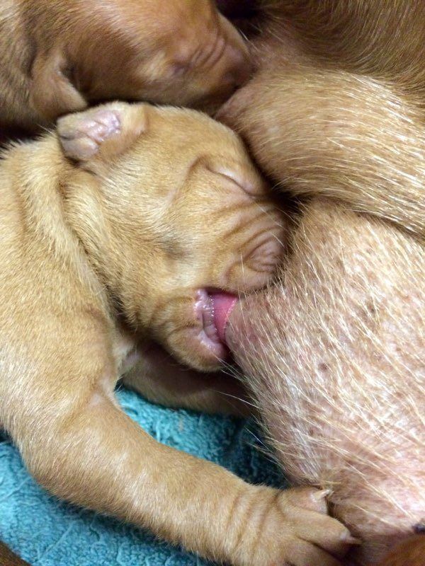 Our Dogs