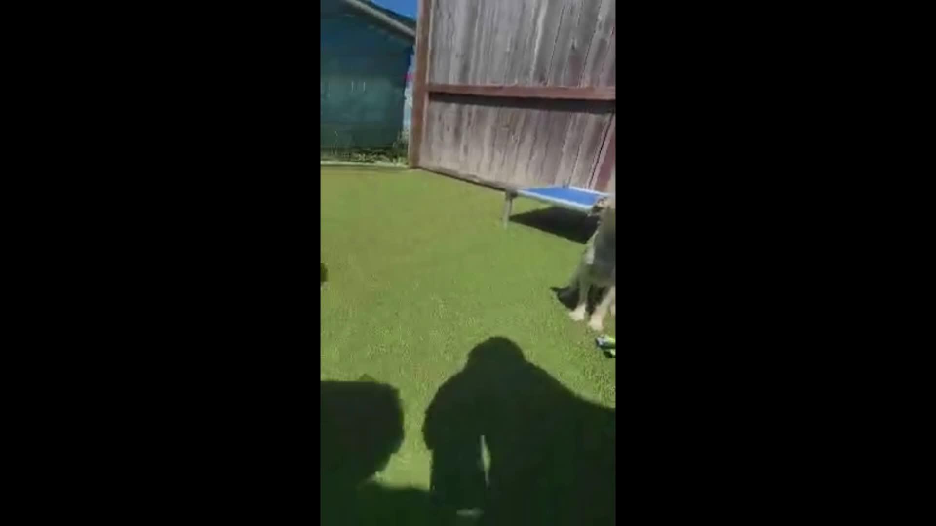 Dogs playing