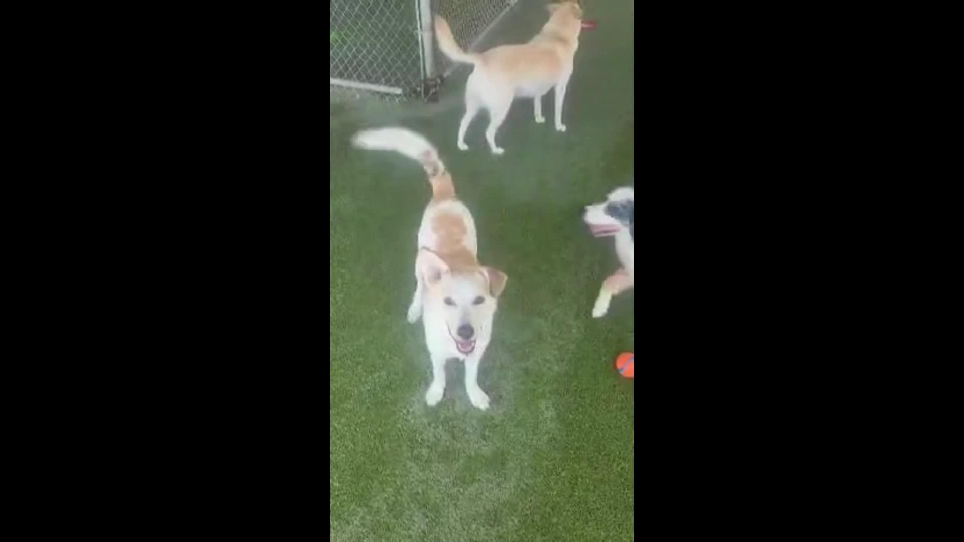 Dogs playing
