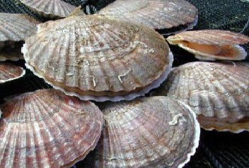 Aquaculture Scallops
