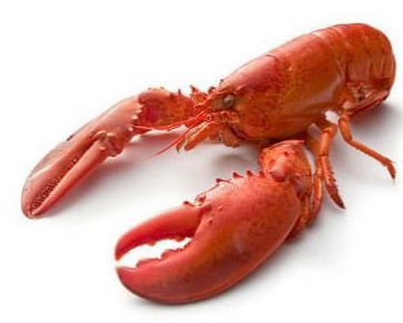Lobster