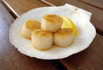 Scallop Gems