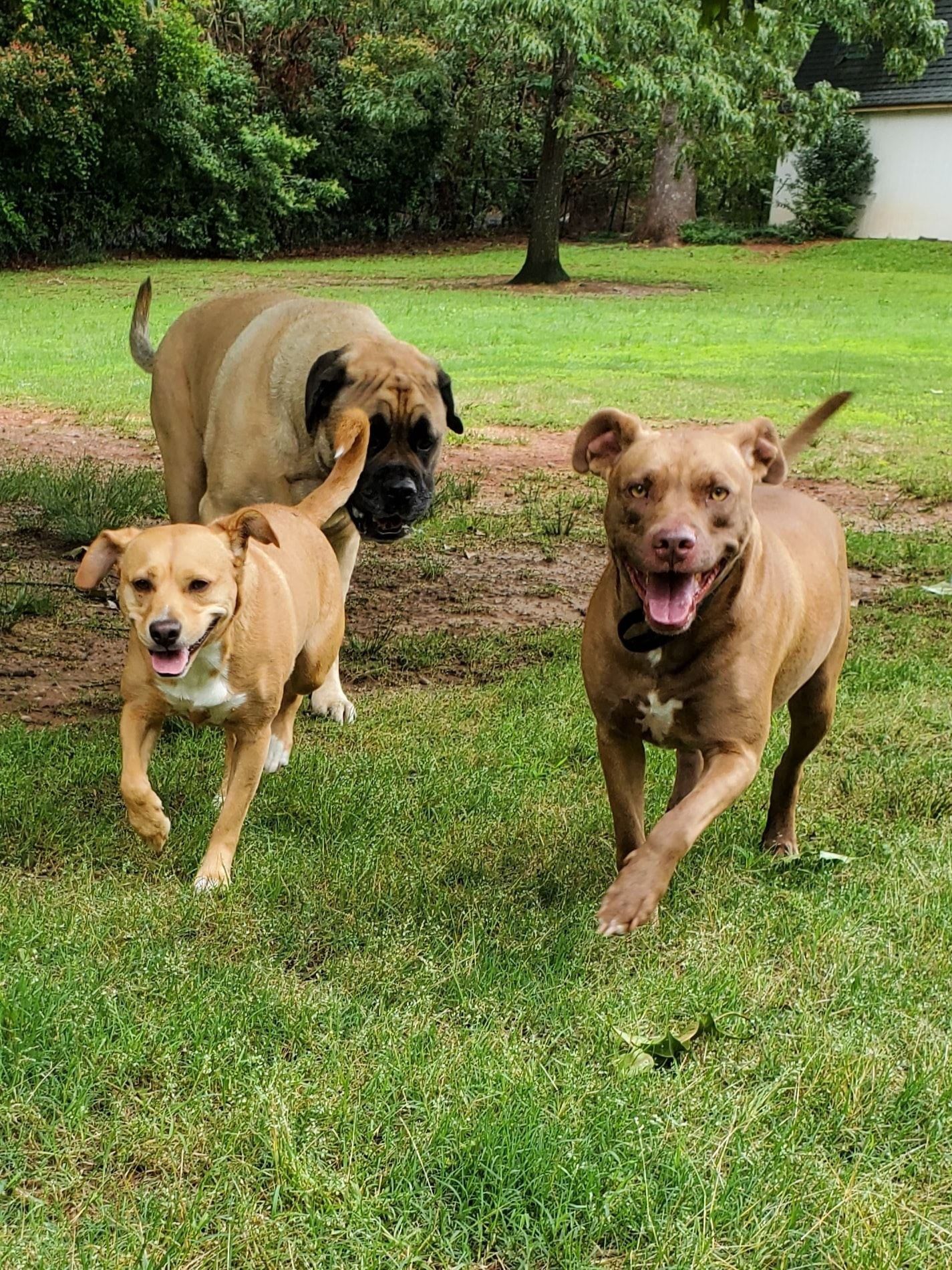 dogs