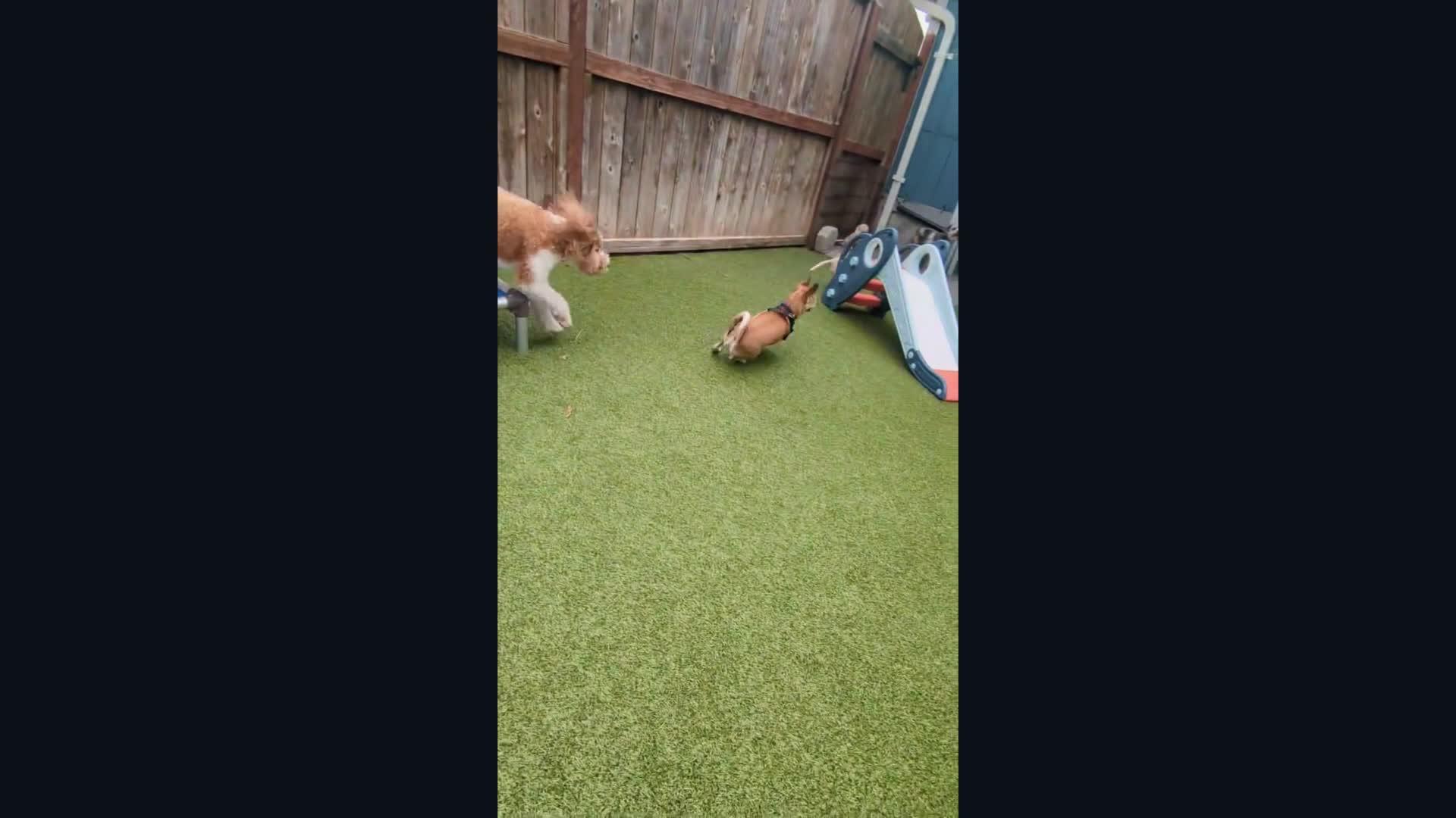 Dogs playing