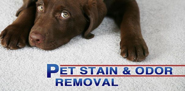 pet stain and odor removal service in austin texas