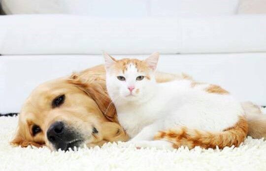 dog and cat on the carpet