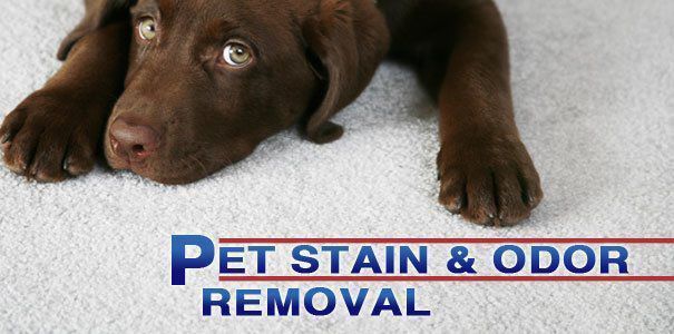 pet stain and odor removal service in austin texas