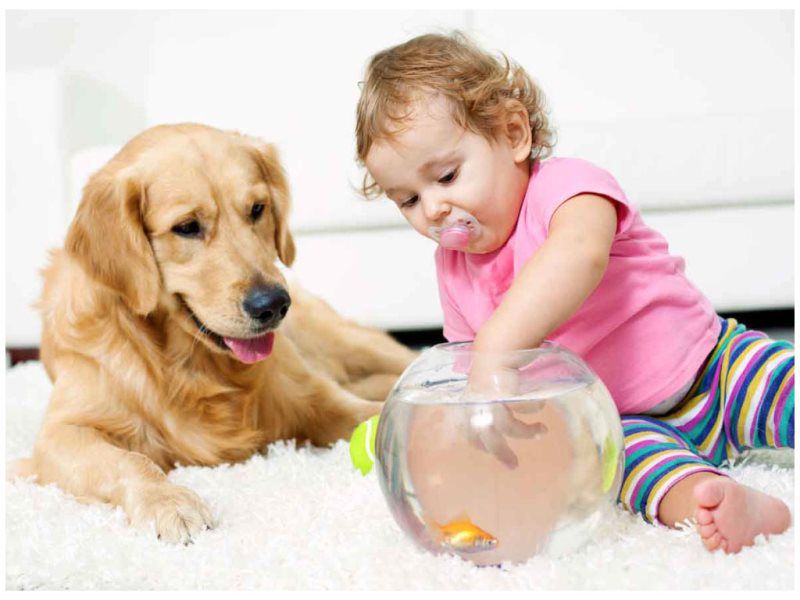 golden retriever and female toddler playing on the carpet