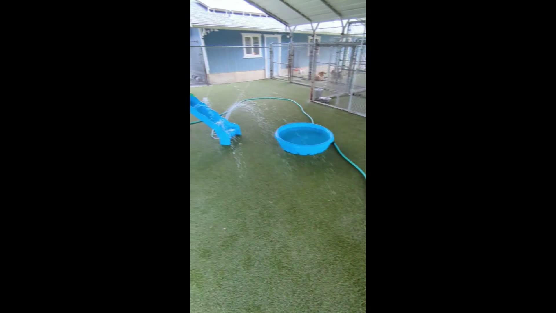 Dogs playing