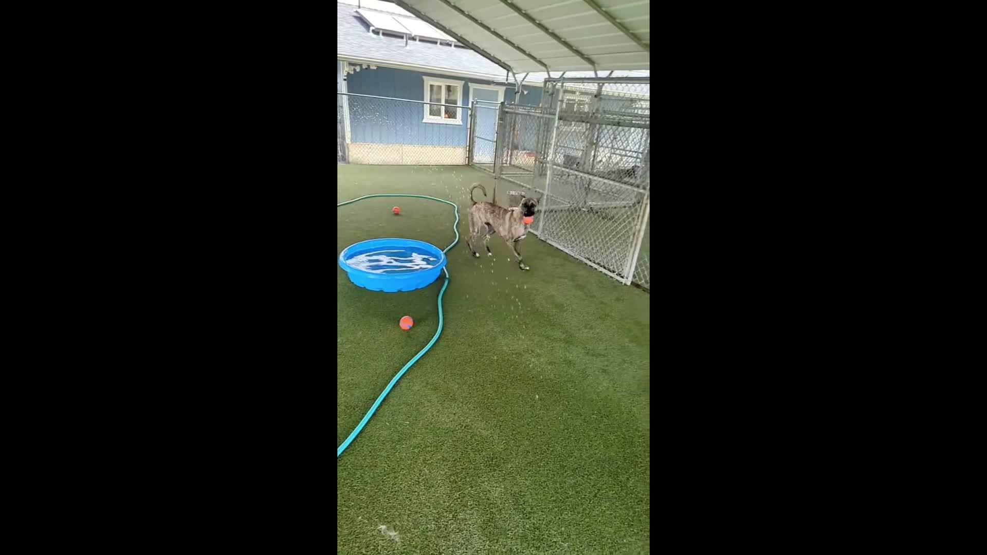 Dogs playing
