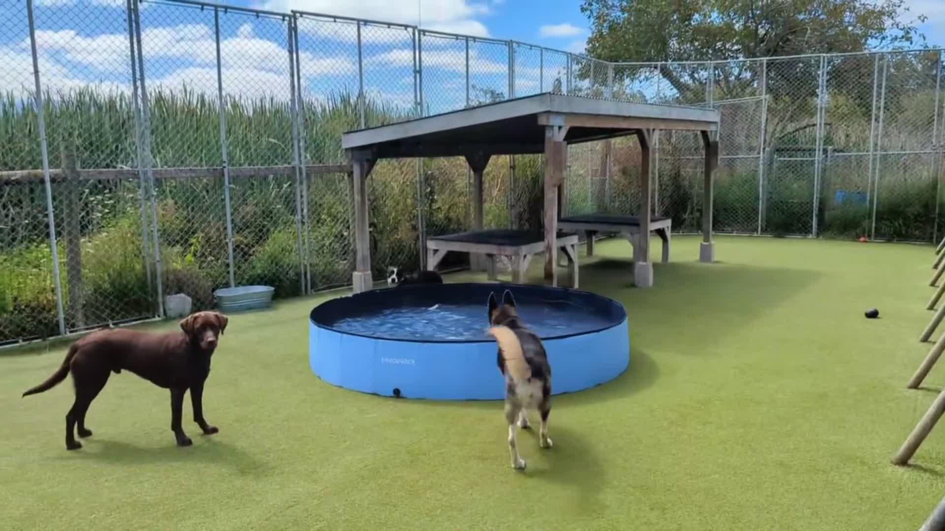 Dogs playing